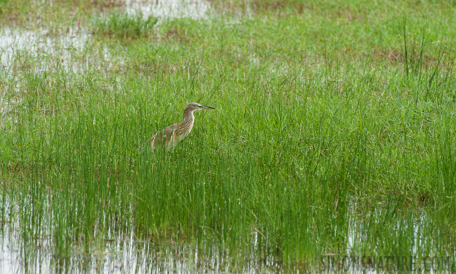 Ardeola ralloides [550 mm, 1/500 sec at f / 10, ISO 800]